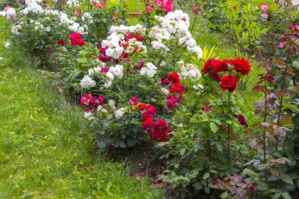 Kwiaty Róż Krzew Ogrodnictwo Roślina — Zdjęcie stockowe
