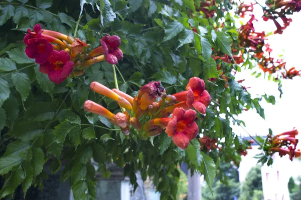 Campsis Orange Blumen Garten — Stockfoto