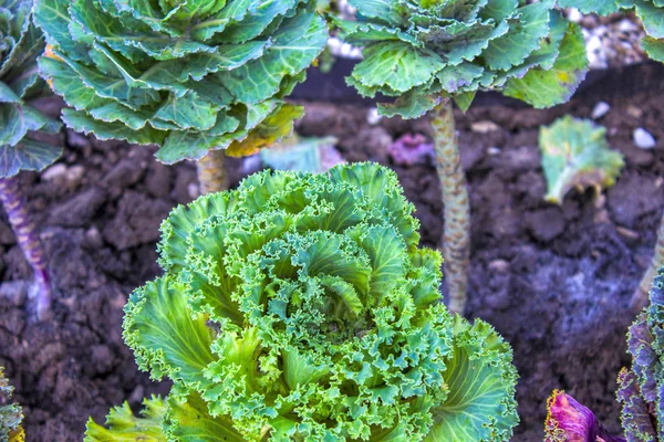 Color Cabbage Plantation Garden — Stock Photo, Image