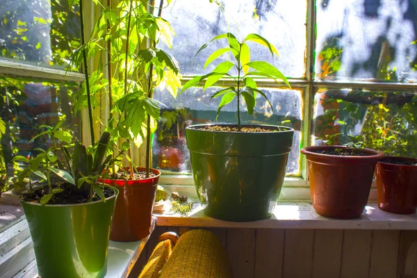 pot bitki pencere Bahçe