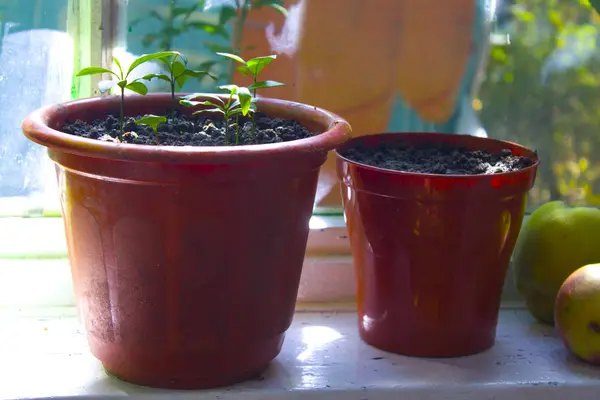 Topfpflanzen Fenstergarten — Stockfoto