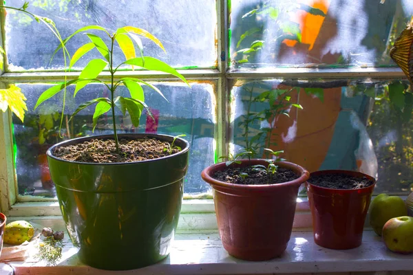 Pot Plant Window Gardening — Stock Photo, Image