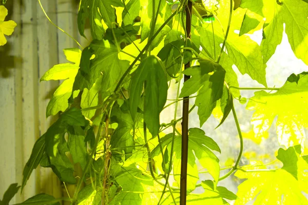 ヒルガオの緑のキヅタの植物 — ストック写真