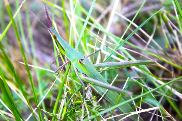 Big Green Insect Cricket — Stock Photo, Image