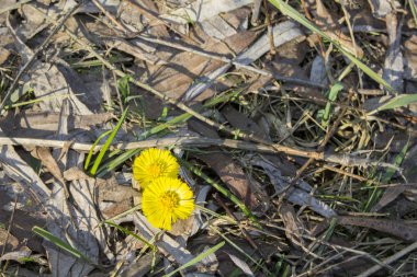 coltsfoot sarı bahar çiçek