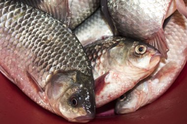 crucian sazan balıklar taze yiyecek