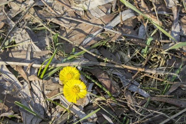Coltsfoot Sarı Bahar Çiçek — Stok fotoğraf