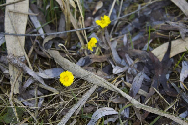 Coltsfoot 黄色い春の花 — ストック写真