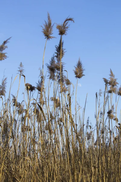 Arbustos Bulrush Seco Natureza — Fotografia de Stock