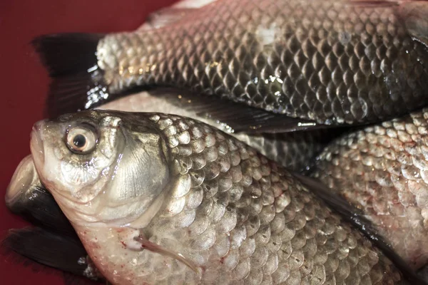 Pesce Carpa Crociana Cibo Fresco — Foto Stock