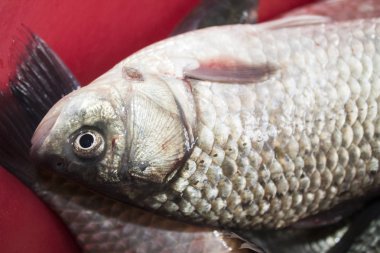 crucian sazan balıklar taze yiyecek