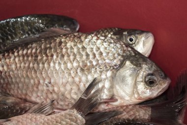 crucian sazan balıklar taze yiyecek