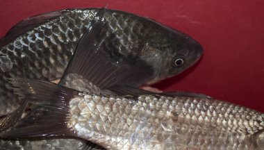 crucian sazan balıklar taze yiyecek