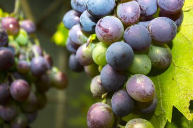 üzüm bitki doğa demet