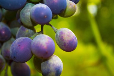 üzüm bitki doğa demet