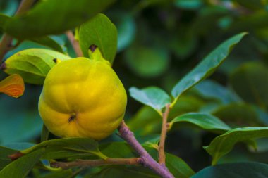 meyve Persimmon şube doğa