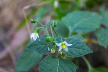 beyaz kır çiçeği doğa