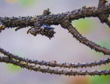 Yakın plan çam ağacı brunch doğası.