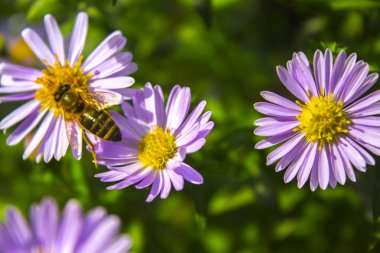 Arı mor çiçek niteliğine