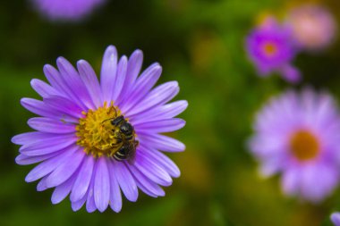 Arı mor çiçek niteliğine