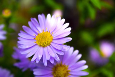 Mor camommile çiçek doğa