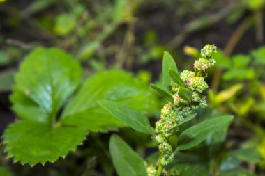 yeşil yabani ot Bahçe
