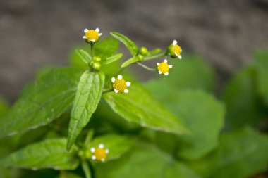 Beyaz papatya çiçek doğa