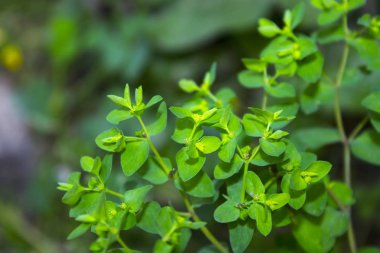 yeşil yabani ot Bahçe