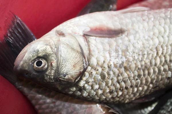 crucian sazan balıklar taze yiyecek