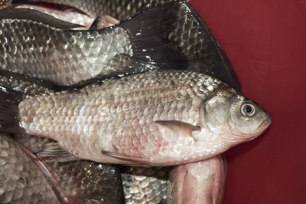 Carpe Crucienne Poissons Nourriture Fraîche — Photo