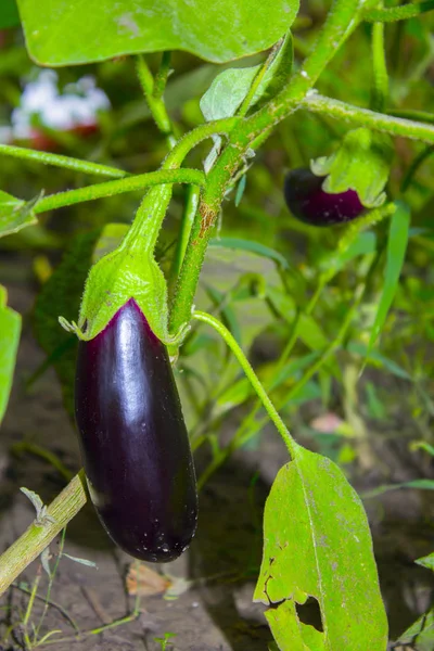 Planta Jardín Berenjena Púrpura — Foto de Stock