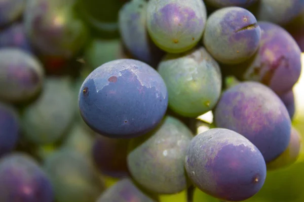 Stelletje Druiven Plant Natuur — Stockfoto