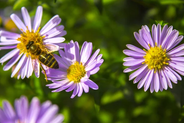 Arı mor çiçek niteliğine