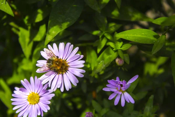 Бджола Фіолетовій Квітковій Природі — стокове фото