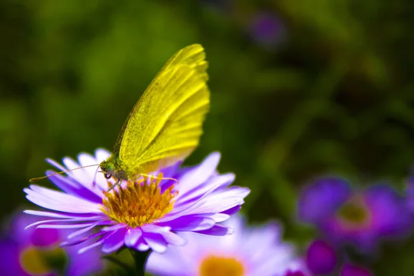 Papillon Jaune Sur Fleur Violette Nature — Photo