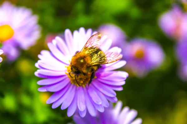 Abeille Sur Nature Fleur Pourpre — Photo