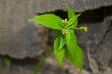 Beyaz papatya çiçek doğa