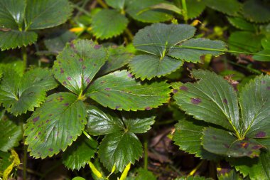 bitki çilek yaprakları bush