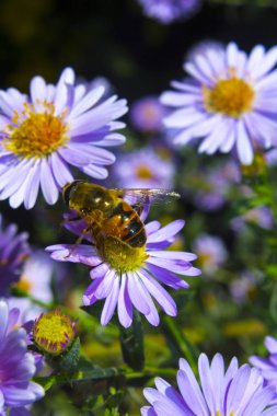 Arı mor çiçek niteliğine