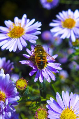 Arı mor çiçek niteliğine