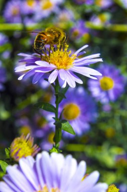 Arı mor çiçek niteliğine