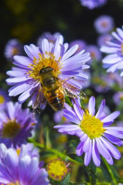 Arı mor çiçek niteliğine