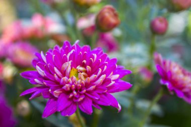 pembe krizantem çiçeği doğa