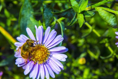 Arı mor çiçek niteliğine
