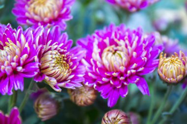 pembe krizantem çiçeği doğa