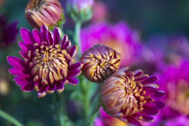 pembe krizantem çiçeği doğa