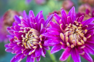 pembe krizantem çiçeği doğa