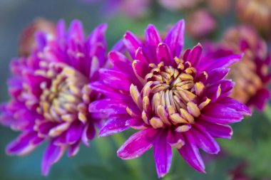 pembe krizantem çiçeği doğa