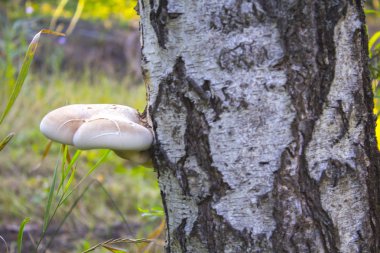 Ağaç gövdede tahtaya mantar