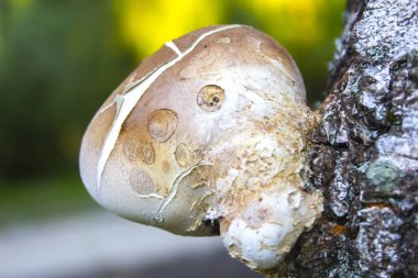 Ağaç gövdede tahtaya mantar